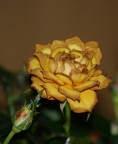 Rosellina