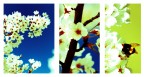 Tris di primavera