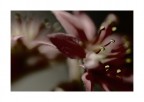 Fiori Dall'Inferno