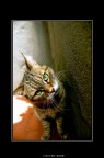 che gatto guardi?