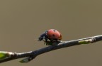 Coccinella