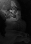 tenero micio
