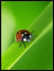 Coccinella