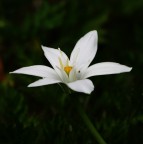 Bianco delicato