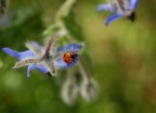 coccinella