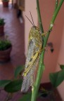 Cavalletta Cavalletta
