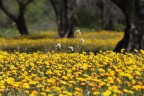 yellow sea