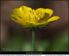 Solitario... con virtuosismi compositivi!