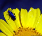 macro