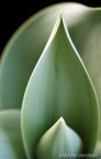 macro