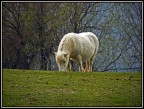 Pony