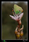 Callophrys rubi....