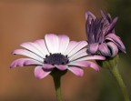 l'introverso e l'audace