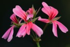 Geranei