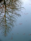 Albero all'ingi