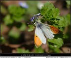 Butterfly 2008!