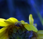 macro