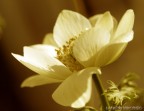 macro