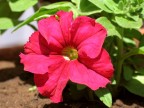 powershot g6