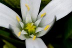 Fiore