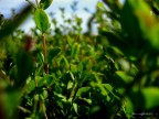 In verde...