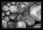 Tronchi accatstati