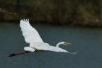 Airone bianco maggiore