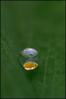 Biosfera