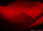 sensuale