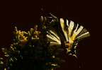 Farfalla controluce