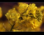Colza - Brassica napus oleifera - BIODISEL