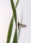 eleganza effimera