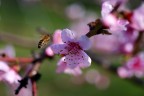 Ape su fiore di pesco Ape su fiore di pesco