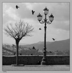 Corvi