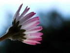 In controluce