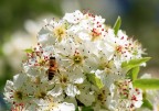 un'ape sui fiori di mandorlo