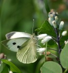 farfalla