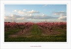 Semplicemente.... in rosa