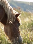pony2