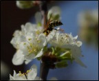 Scusate amanti del Macro,
ho fatto una prova, l'obbiettivo  il 18-55mm,

Vorrei chidervi come mai i petali hanno il contorno velato...
ho sbagliato io o si tratta dell'obbiettivo non molto adatto a questo tipo di foto??