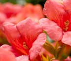 macro5
