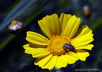macro