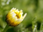 macro