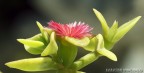 macro