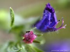 macro