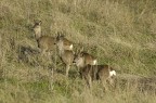 il trio