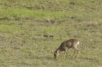 Un bel maschio adulto che ha appena pulito il palco
