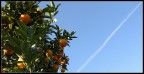Un pomeriggio sotto l'albero...