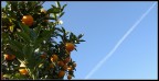 Senza alcuna pretesa. Sdraiato sul prato sotto questo albero di arance a guardare il cielo ed assaporare l'odore della primavera. Ho preso ed ho scattato!
Commenti e critiche ben accetti.