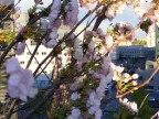 ..sweet springtime in the city...